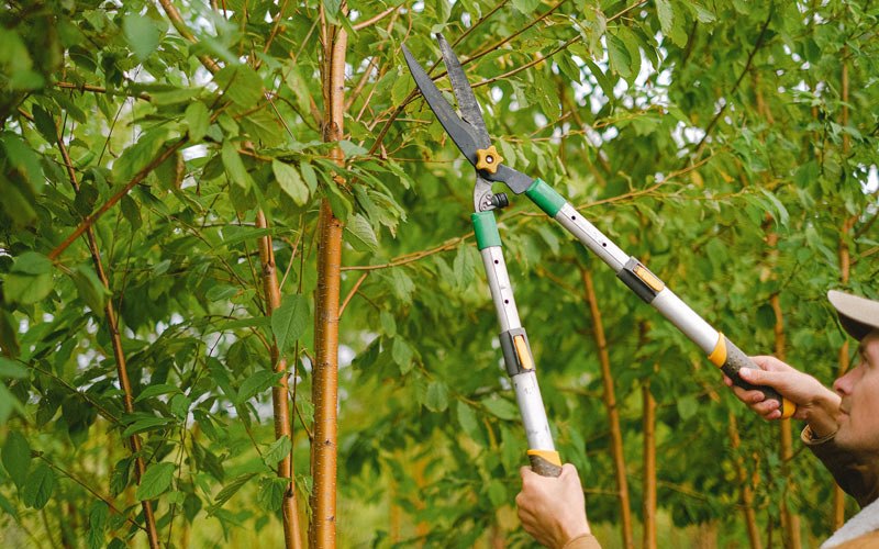 Tree trimming in Womelsdorf, PA